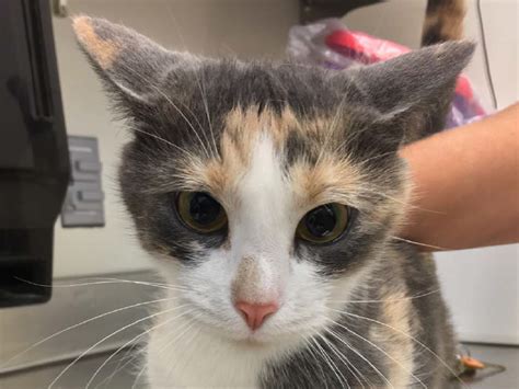 Animal Testing On Cats