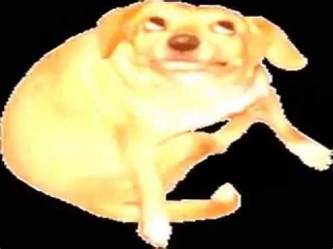 480 x 360 jpeg 14 кб. Dancing Dog (10 min version) - YouTube