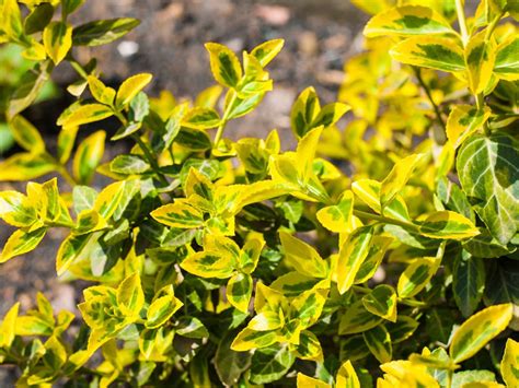 East North Central Evergreen Shrubs Best Evergreen Bushes To Grow In
