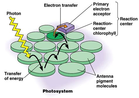 173 Photosynthesis A Level Biology Student