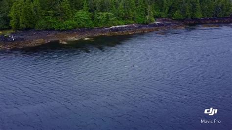 Check spelling or type a new query. Killer whales prince of wales island - YouTube
