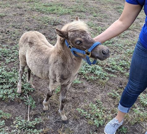 Miniature Horse For Sale Domestic Animals For Salecheap
