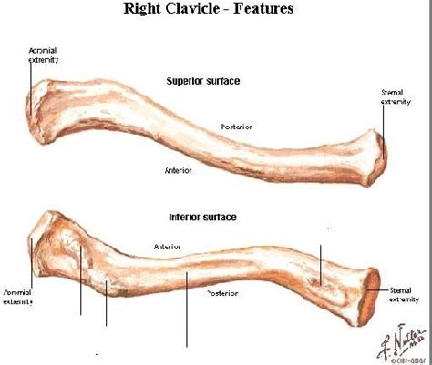 You can read more detail about these important bones in the arm from the following description and diagram. Clavicle Diagram Pictures, Photos & Images | Clavicle, Anatomy