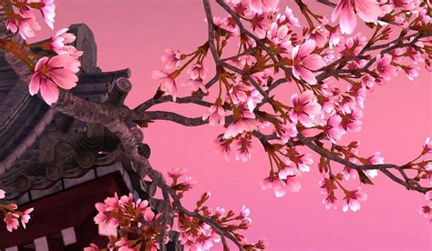 Minimalist Art Japanese Cherry Blossom Iphone Wallpaper