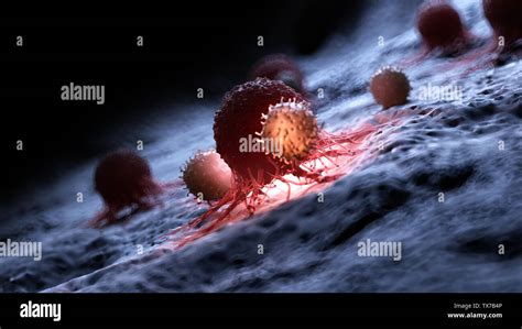 3d Rendered Medically Accurate Illustration Of White Blood Cells