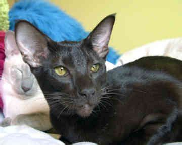 For sale, for adoption, events etc for sale for stud for adoption lost and found pets event promotion fundraiser foster carers needed volunteers needed rainbow bridge memorial. oriental shorthair cat breeders Gallery