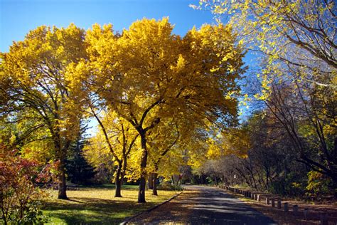 American Elm Ulmus Americana Deciduous Trees Cold Stream Farm