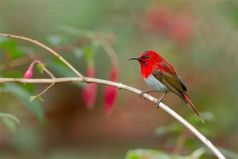 12 Destinations For Bird Watching In Malaysia Expatgo