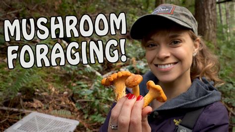Picking Fall Wild Edible Mushrooms In Pacific Northwest Youtube