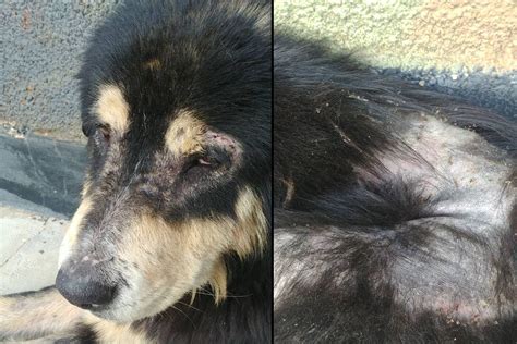 Αναζήτησε κατοικίες στο spitogatos.gr και επίλεξε κριτήρια όπως τετραγωνικά, μέγιστη τιμή! Έκκληση για τον άρρωστο σκύλο που ζει σε στρατόπεδο του Βαρνάβα Αττικής | www.zoosos.grwww.zoosos.gr