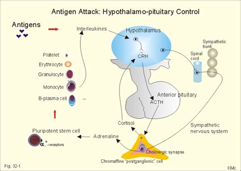 New Human Physiology Ch 32