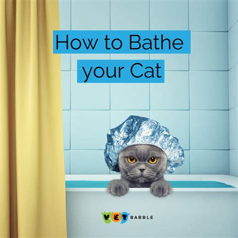 How To Give Your Cat A Bath A Step By Step Guide Vetbabble Cute