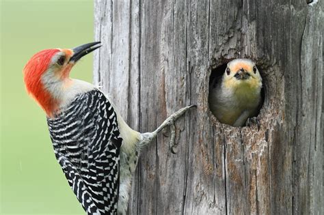 Hosting Cavity Nesting Birds In Your Yard — Audubon Society Of Northern