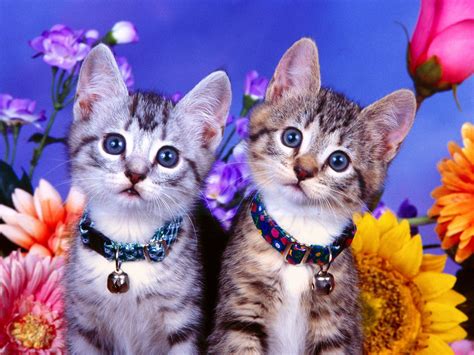 10 Imagenes De Gatitos Para Fondo De Pantalla Cats And Kittens Cute