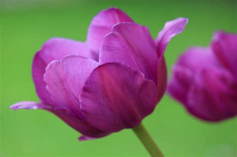 Tulips Spring Garden Free Photo On Pixabay Pixabay