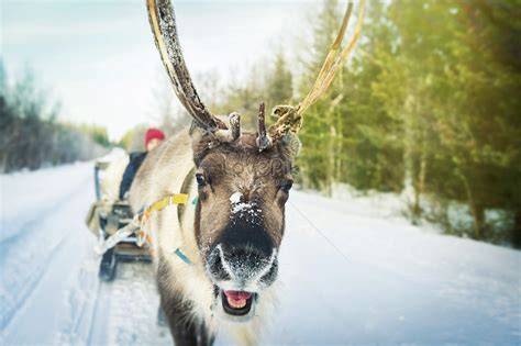 Reindeer Sleigh In Santa Claus Village Rovaniemi Finland Picture And Hd