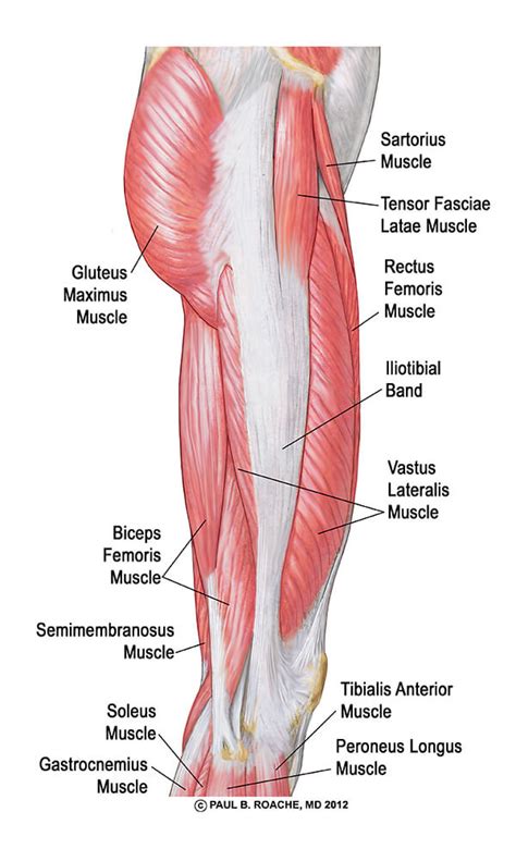 Lateral Thigh Muscles Jason Crandell Vinyasa Yoga Method