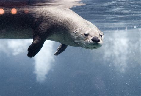 Swimming Otter Underwater