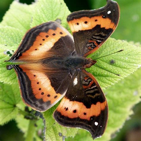 151 Best Images About Butterflies Of Southern Africa On Pinterest