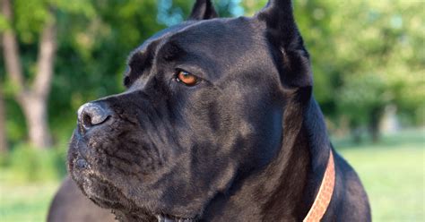 R/canecorso is a community open to discussion of the cane corso, whether you are new. Cane Corso: carattere, aspetto, salute, educazione ...