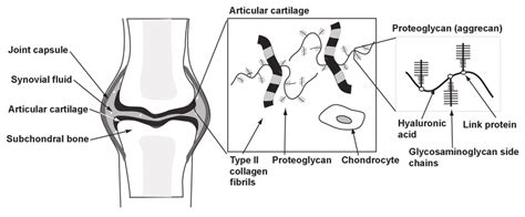Llustrations Of Synovial Joint Structure Articular Cartilage