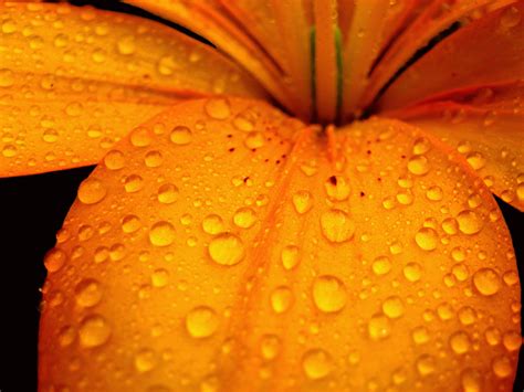 800x600 Resolution Macro Lens Photography Of Water Droplets On Orange