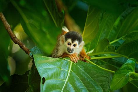 Amazon Rainforest Animals A Jungle Jamboree Rainforest Cruises