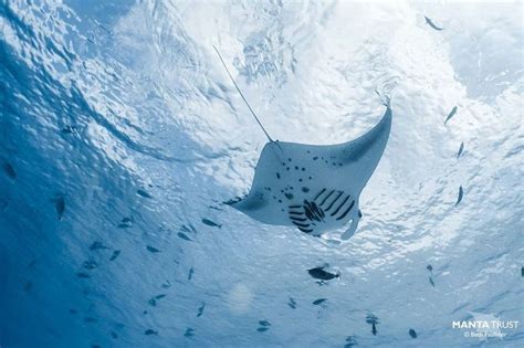 Manta Trust On Instagram “here He Is The 5000th Reef Manta Ray To Be