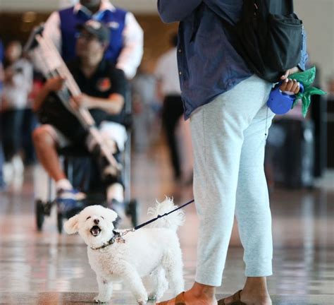 Make sure to follow the rules and procedures when boarding with a pet. Spirit Airlines pets policy 2020-2021 - Baggage Circle