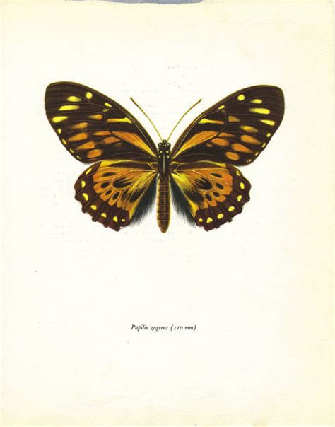 Butterfly Print Art Print Natural History Butterflies Vintage