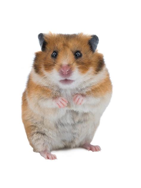 Syrian Hamster 7 Stock Photo Image Of Abstract Furry 5922938