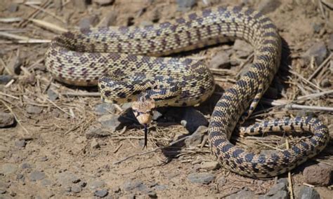 Bull Snakes In Colorado Pictures And Where They Live A Z Animals