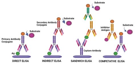 Enzyme Linked Immunosorbent Assay Versus Chemiluminescent Immunoassay A General Overview