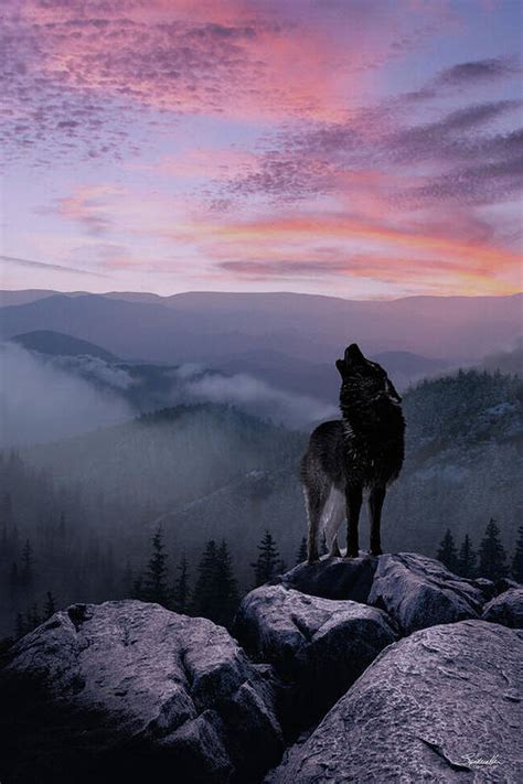 Lone Wolf At Sunset Ridge Art Print By M Spadecaller