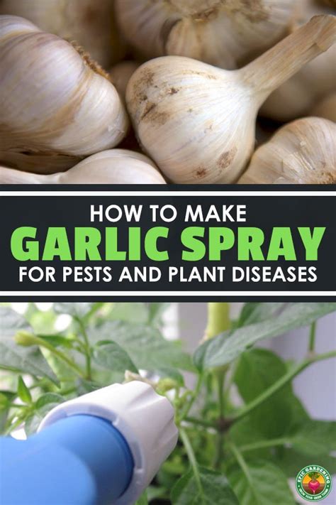 Make Garlic Spray For Pests And Plant Diseases Epic Gardening