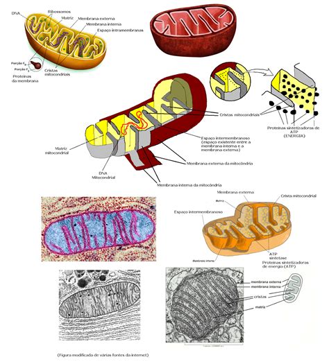 Biologia 7º Ano Organelas Celulares