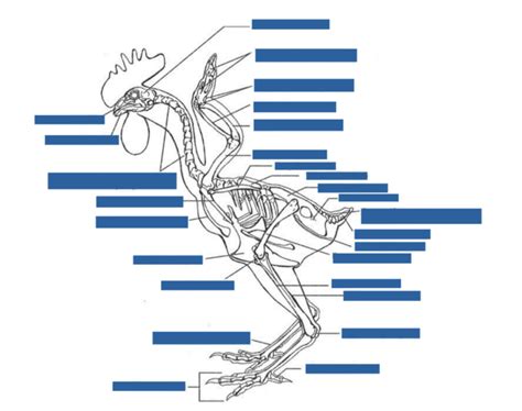Chicken Skeleton Diagram Quizlet