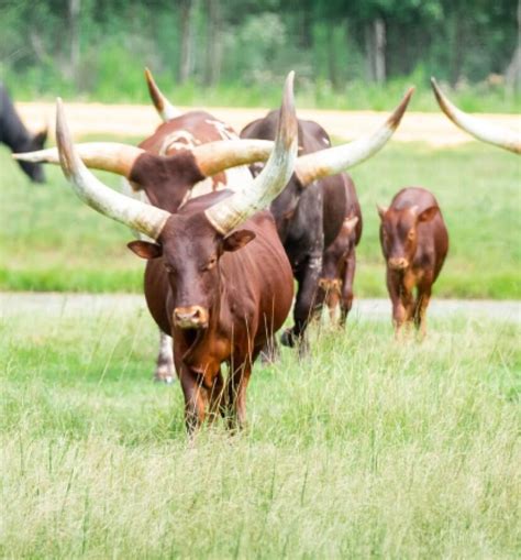 African Watusi Cattle