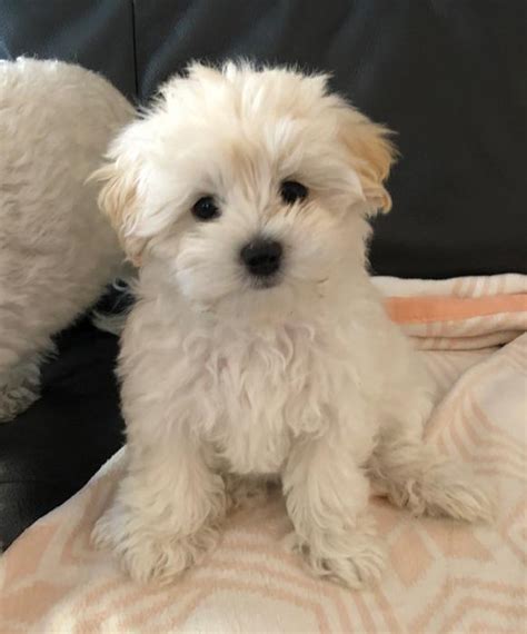 1 Female Maltese X Shih Tzu Puppy 4500ono Dogs For Sale And Free To A