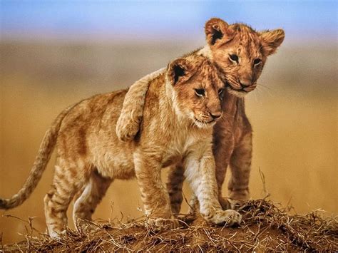 Brotherly Love Lion Cubs Animals From Savannah Animal Love Hd