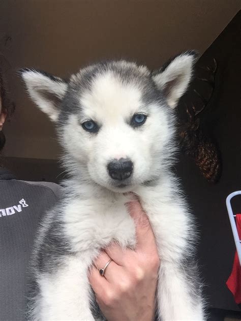 Sometimes you can't get enough of cute baby pics of siberian husky puppies… here are some of our favorite images Beautiful Husky Puppies | Scunthorpe, Lincolnshire | Pets4Homes