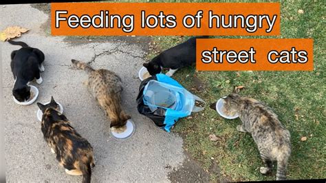 Feed Stray Cat Street Cats Were Too Hungry Youtube