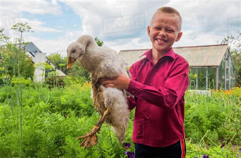 Caucasian Boy Holding Duck On Farm Stock Photo Dissolve