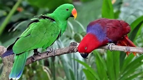 Top 10 Most Beautiful Parrots In The World Youtube