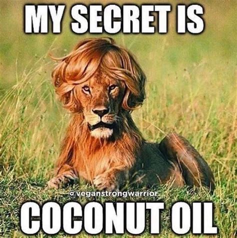 Coconut Oil Elixir Lion Memes Funny Lion Funny Animal Pictures
