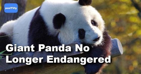 Giant Panda No Longer Endangered Panda Save The Pandas Panda Love