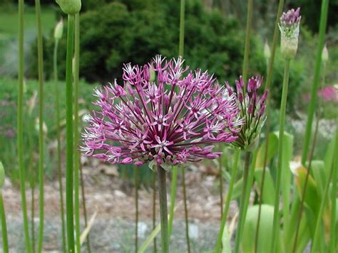 Most early flowering bulbs can be planted under deciduous trees since the bulbs will be going dormant by the time the trees provide heavy shade. Big Ball Alliums | Pacific Bulb Society