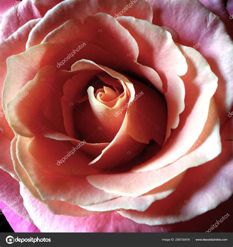 Photo Flower Bud Pink Rose Rosebud Opened Rose Lush Petals — Free Stock