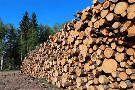 Selective Timber Harvesting Yield Of Sustainable Local Forest