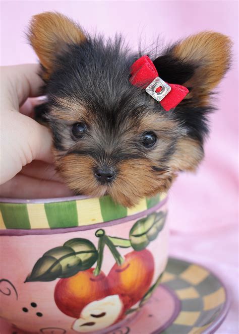 Teacup Yorkie Puppies For Sale Photos All Recommendation